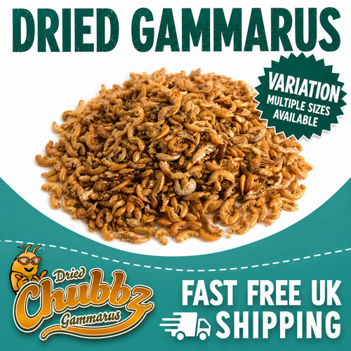 Getrocknete gammarus garnelen - gammarus,