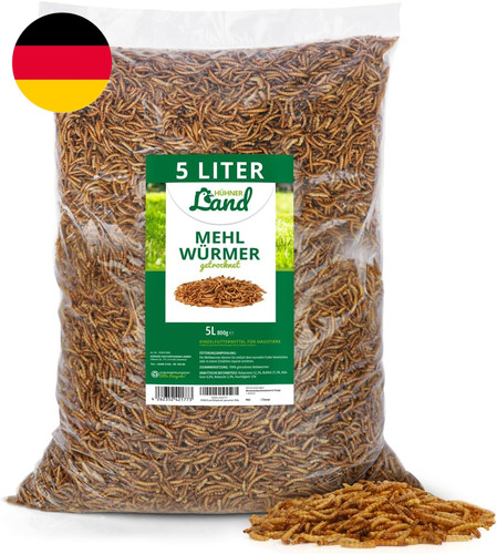 Hühner land mehlwurm schmaus - land,