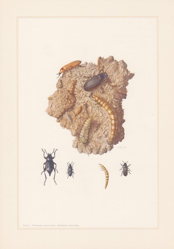 Mehlkäfer mehlwurm tenebrio - mehlkäfer,